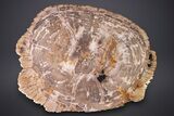 Gorgeous Indonesian Petrified Wood Table - Excellent Wood Detail #264872-8